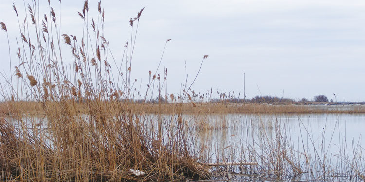 Conosciamo il Delta… Da Santa Giulia alla sacca di Scardovari