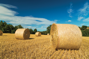 Campagna-balle