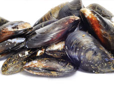 cozze-W