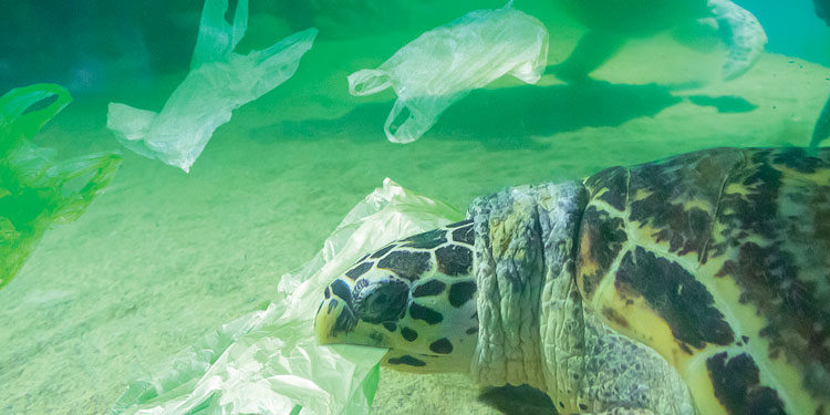 Zero Plastica per salvare l’ambiente